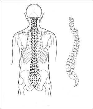 Backbone300px